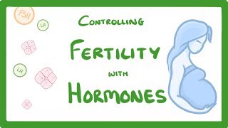 GCSE Biology  What is IVF How Does IVF Work and What Are The Risks IVF Explained 62 [upl. by Cassondra]