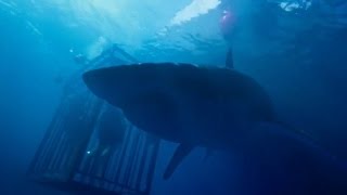 47 Meters Down Official Trailer 1 HD 2017 [upl. by Jecho]