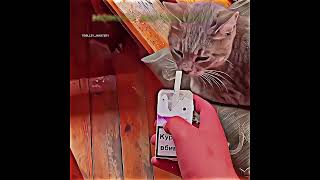 cat also smokes cigarettes  trollzy mastery  trollface sorts [upl. by Ademordna294]