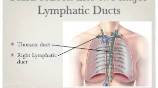 The Lymphatic System [upl. by Aimal]