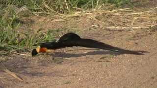 SOUTH AFRICA paradise whydah Kruger national park hdvideo [upl. by Cottrell601]