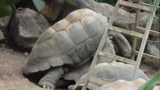 Giant Turtles Mating  Riesenschildkröten bei der Nachwuchsvorbereitung  Tierpark Hellabrunn [upl. by Htabmas763]