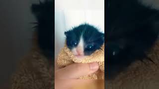 wrap cats cat usa catfunny funny usacats catvideos funnyvideo pets catsusa funnycatvideos [upl. by Kohsa]