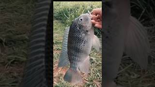 Pole bender fishing ktfishing808 kauai uglystick talapia [upl. by Urbai]