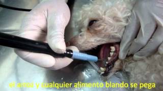 Limpieza dental en perros y cuidados necesarios Clínica Veterinaria Cachorro [upl. by Limbert974]