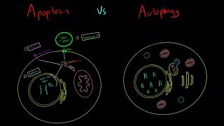 Apoptosis vs Autophagy EVERYTHING YOU NEED TO KNOW CELLULAR BIOLOGY MCAT [upl. by Nnyleve38]