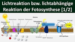 Lichtabhängige Reaktion Lichtreaktion Primärreaktion der Fotosynthese 12 Biologie Oberstufe [upl. by Roscoe]