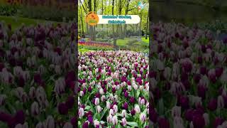 Keukenhof Gardens Netherlands shorts travelplace netherlands [upl. by Eniamrehc]