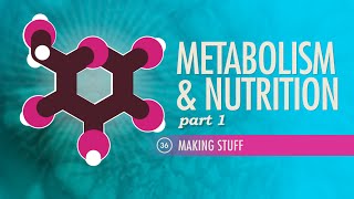 Metabolism amp Nutrition Part 1 Crash Course Anatomy amp Physiology 36 [upl. by Orgel543]