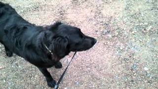 25 Golden Retriever 75 Black Lab [upl. by Madea]