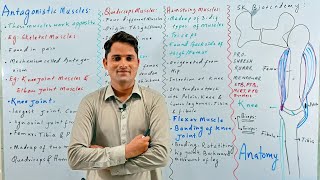 Antagonistic muscles of knee joint elbowSkeleton muscleNCERT STB MDCATHindi UrduProSuresh Kumar [upl. by Dasi]