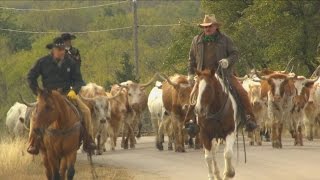 Cattle Drive Texas Country Reporter [upl. by Ailecra]