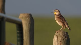 Listen to the Western Meadowlark singing [upl. by Kilby]