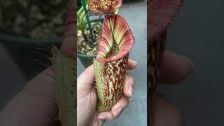 N Rokko x Boschi x Veitchii x Burbid EP kantongsemar nepenthes carnivorousplants [upl. by Fonz622]