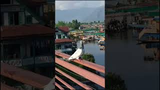 Beauty of Kashmir kashmir travel malayalam abukkasvlog india smallyoutuber plssupport [upl. by Navannod]