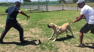 Boerboel Attack Training Athena Building Confidence [upl. by Suilienroc]