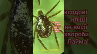 Іксодові кліщі є носіями хвороби Лайма Будьте обережни навесні Ixodes ricinus is Vector of Disease [upl. by Kluge677]