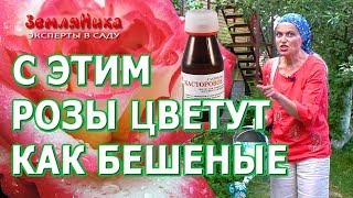 Розы будут цвести всё лето если подкормить их супер средством Касторовое масло для роз [upl. by Nesila867]