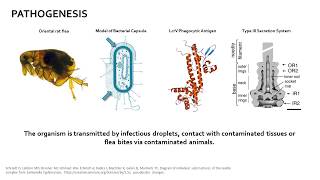 Yersinia pestis [upl. by Mosier]