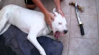 dogo argentino attack [upl. by Treiber]