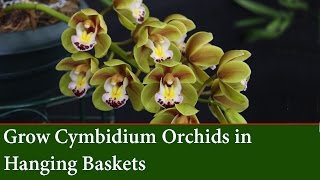 How to grow Cascading Cymbidium Orchids in Hanging Baskets [upl. by Noam]