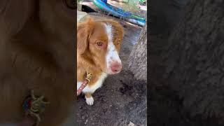 We love them though 🥹 dogsofyoutube puppy toller dog doglife funnydog funny happy nsdtr [upl. by Catlaina]