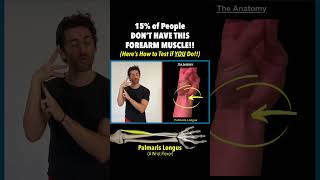 15 of People DON’T HAVE This Forearm Muscle Here’s How to Test if YOU Do Are You A Super Flexor [upl. by Ariahay792]