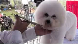 Bichon Frise Show Grooming [upl. by Margo960]