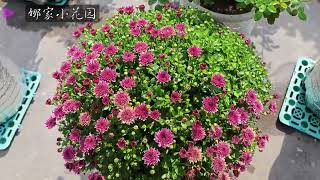 球菊为什么不开花？小花园的球菊现状分享Why dont chrysanthemums bloom [upl. by Janna]