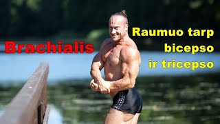 Brachialis  raumuo tarp bicepso ir tricpeso [upl. by Edac167]