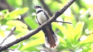 The Whistling Call of Philippine Pied Fantails [upl. by Ativ]