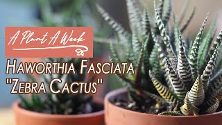 Haworthia fasciata quotZebra Cactusquot Care  A Plant A Week [upl. by Nnaeus]