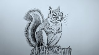 Squirrel pencil drawing 🐿 [upl. by Crean]