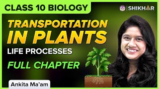 Xylem and Phloem  Transport in Plants  Biology  FreeAnimatedEducation [upl. by Joella166]