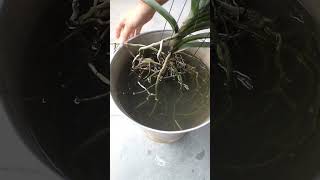 HOW To Water VANDA Orchids PERFECTLY [upl. by Gazo]