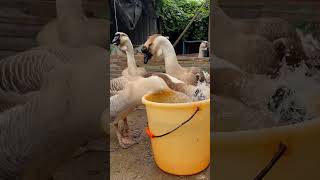 Little lion headed goose and feeding Part568 Goose Nature duck chicken [upl. by Petersen]