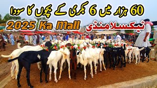 Friday Taxila Bakra Mandi Latest Update 5 July 2024  2025 Ka Mall Naseeb Ka Soda [upl. by Weasner373]