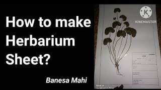 How to make herbarium sheet  for Botany students BK [upl. by Assiralk485]