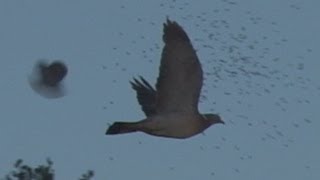 George Digweed shoots crows in Sussex [upl. by Bubalo]