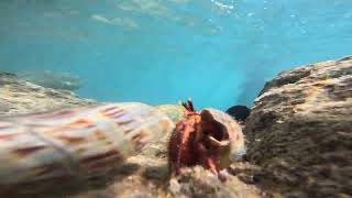 WhiteSpotted Hermit Crab find a New Shell [upl. by Rutherfurd984]