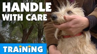 How To Examine And Restrain Your Dog  Bondi Vet [upl. by Hserus271]