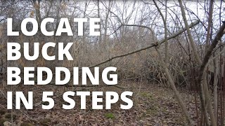 How to Find a Buck Bedding Area [upl. by Neevan135]