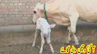 Jersey Friesian cow for sale in Punjab Pakistan on YouTube October 27 202403060042917 [upl. by Phi895]