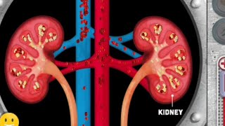 Urogenital system animation videos  Anatomy Visual1  Learny Land [upl. by Garfinkel]