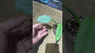 philodendron silver sword انتاج محمية صديق البيئة [upl. by Suzie]