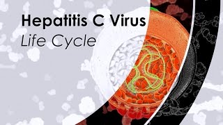 Hepatitis C Virus Life Cycle [upl. by Andee735]