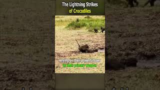 The Lightning Strikes of Crocodiles [upl. by Ellerahs]