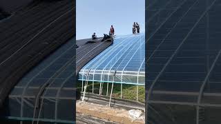 Installation process of black insulation layer for greenhouse [upl. by Kciredohr]