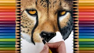 Drawing a Cheetah in Colored Pencil  TimeLapse  Jasmina Susak [upl. by Crysta]