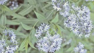 How to Grow Bluestar Flower [upl. by Agata]